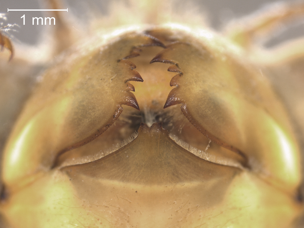 Cordulegaster boltonii